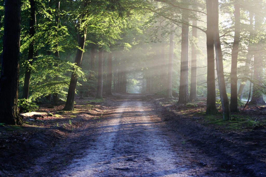 Een rechte weg doorheen het bos met zonnestralen, het geheel v/d foto symbolisch in de vorm v/e poort
